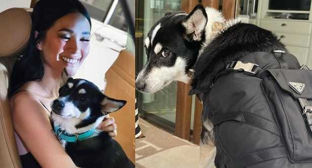 Heart Evangelista showcases pet dog Panda in ‘Prada’ – ShowBiz Chika